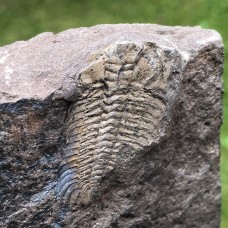 Eccaparadoxides pusillus